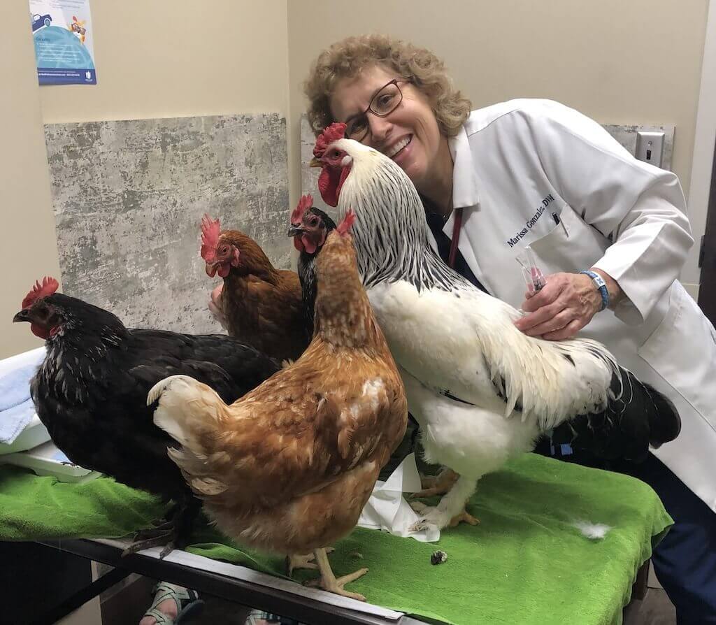 dr._g_and_chickens