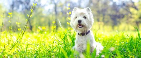 West Highland Terriers