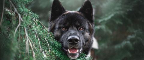 Akita Breed Image