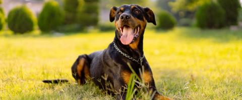 Doberman Pinscher Breed Guide